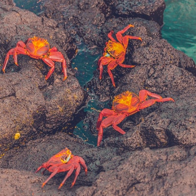 四个螃蟹在褐色的岩石上
